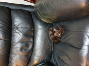 Sirius on lounge chair