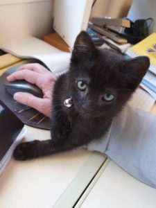 Sirius sitting on my hand