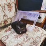 Sirius on bridge chair
